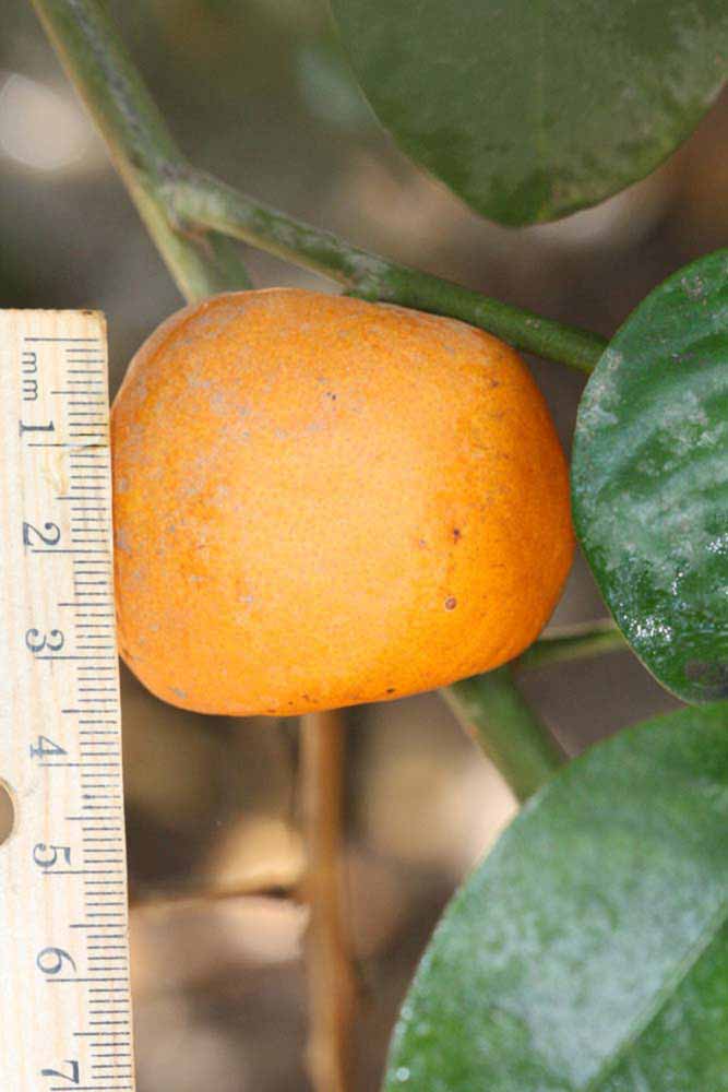            Fruit of  Citrus keraji           (Keraji, Riverside, CA)   